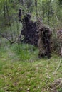 up rooted tree in the woods