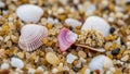 Up of a sandy beach surface featuring a variety of small shells and Royalty Free Stock Photo