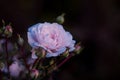 The up shot of white pink rose on dark background in th Royalty Free Stock Photo