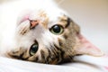 Up side down cat Royalty Free Stock Photo