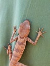 Agamura persica lizard on green fabric Royalty Free Stock Photo