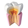 Up side view of teeth anatomy