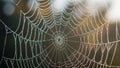 Up of a spider web covered in dewdrops creates a delicate and Royalty Free Stock Photo