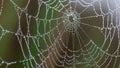Up of a spider web covered in dewdrops creating a delicate and intricate Royalty Free Stock Photo