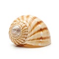 Up of a spiral seashell featuring a smooth glossy surface with Royalty Free Stock Photo