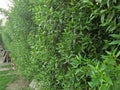 LAURAL HEDGING, /PRUNAS LAUROCERASUS,ELAEAGNUS X EBBINGEI HEDGE PLANTS