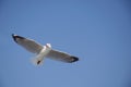 The up to sky scene of the beautiful seagull flying in the blue sky Royalty Free Stock Photo
