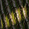 Up of a tree bark with deep vertical furrows covered in lush green moss Royalty Free Stock Photo