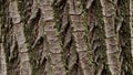 Up of a tree bark with a distinctive diamond pattern featuring irregular Royalty Free Stock Photo