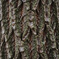 Up of a tree bark with rough textured surface covered in green Royalty Free Stock Photo