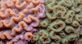 Up of two types of coral displaying intricate patterns and vibrant Royalty Free Stock Photo