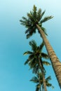 Up view coconut tree and blue sky