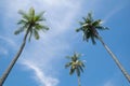 Up view coconut tree and blue sky