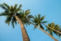 Up view coconut tree and blue sky