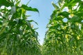 Up view of green corn plant in field farm Royalty Free Stock Photo
