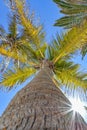 Up view of a palm tree on a beautiful day Royalty Free Stock Photo