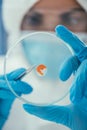 Up view of petri dish with biomaterial in hands of biochemist