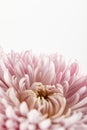 Up view of pink chrysanthemum isolated Royalty Free Stock Photo