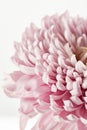 Up view of pink chrysanthemum isolated Royalty Free Stock Photo