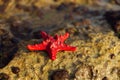 Up view of red starfish on Royalty Free Stock Photo