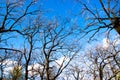 Up view to blue sky and clouds via old oak tree braches Royalty Free Stock Photo