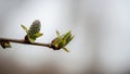 Up of a willow Salix branch with budding catkins against a blurred Royalty Free Stock Photo