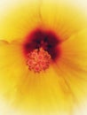 Macro abstract of Yellow Hibiscus Flower