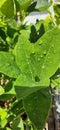 upclose leaf