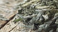 An upclose look at a bundle of dried mugwort a common Chinese herb used in acupuncture with its feathery leaves and