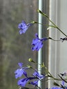 An upclose look at cobalt blue lobelia flowers Royalty Free Stock Photo