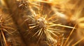 An upclose look at the texture of a cactus spine with fine hairs and sharp points protruding