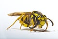 Upclose, macro detail of a yellowjacket wasp.