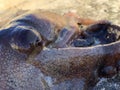 Upclose Octopus Eye