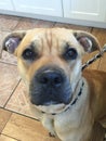 Upclose portrait of american pitt bull mastiff puppy dog