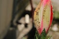 Upclose shot of a pink hibiscus before blooming