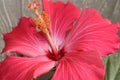 Upclose shot of a pink hibiscus flower in bloom