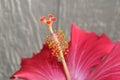 Upclose shot of a pink hibiscus and its pistil