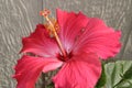 Upclose shot of a pink hibiscus and its pistil