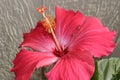 Upclose shot of a pink hibiscus and its pistil