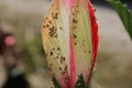 Upclose shot of a pink hibiscus and its pistil