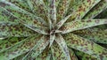 Upclose shot of a Red and Green Succulent Plant Wallpaper Background