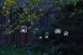 Upcycled glass jar hanging garden lanterns at night Royalty Free Stock Photo