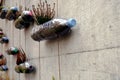 Upcycled plastic bottles with colorful caps transformed into do it yourself or hand made vertical garden