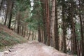 Uphill path. path surrounded by tall pine trees along the pavement. nature grows geometric in the forest