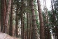 Uphill path. path surrounded by tall pine trees along the pavement. nature grows geometric in the forest