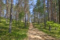 Uphill Sandy Forest Trail Surrounded by Tall Pine Trees and Greenery on a Bright Summer Day, Viewed from Ground Level Perspective Royalty Free Stock Photo