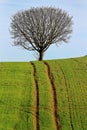 Agricultural ground with uphill tramlines to bare tree on a green hill Royalty Free Stock Photo