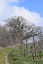 An uphill Vineyard path with Sessile oak