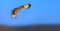 Upland Buzzard Royalty Free Stock Photo