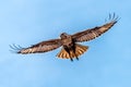 The Upland Buzzard Royalty Free Stock Photo